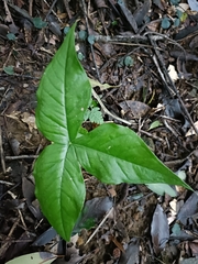 Arisaema ringens