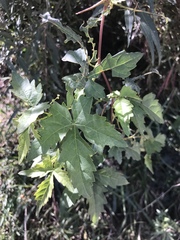 Ampelopsis humulifolia