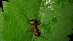 Camponotus nicobarensis