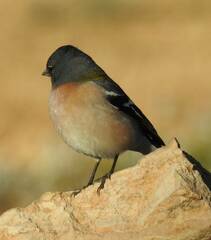 Fringilla coelebs