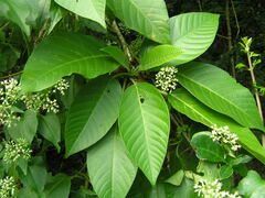 Dendrocnide meyeniana