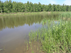 Phragmites australis