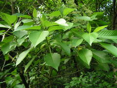 Dendrocnide meyeniana