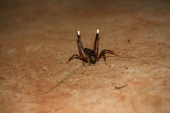 Penalva flavocalceata