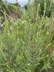 Passerina