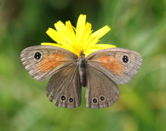 Cassionympha cassius