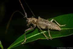 Acalolepta aureosericea
