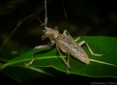 Acalolepta aureosericea