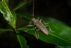 Acalolepta aureosericea