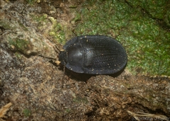 Pterohelaeus