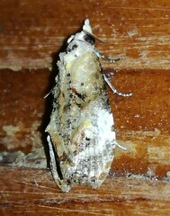 Cochylis