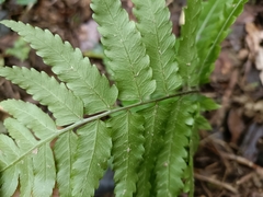 Diplazium taiwanense