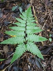 Diplazium taiwanense