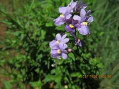 Nemesia denticulata