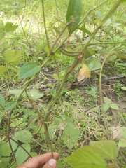 Amphilophium paniculatum