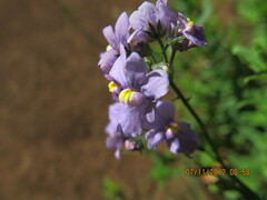 Nemesia denticulata