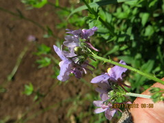 Nemesia denticulata