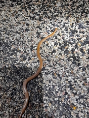 Suta punctata
