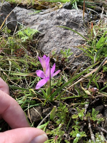 Hesperantha leucantha image