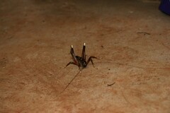 Penalva flavocalceata