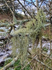 Usnea ceratina