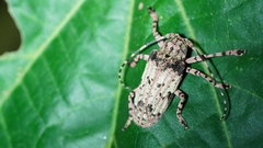 Moechotypa delicatula