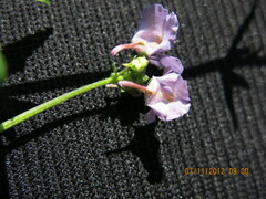 Nemesia denticulata