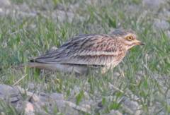 Burhinus oedicnemus