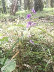 Neustanthus phaseoloides