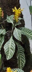 Aphelandra squarrosa