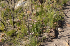 Lachnospermum umbellatum