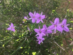 Thysanotus patersonii