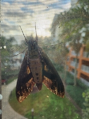 Cocytius antaeus
