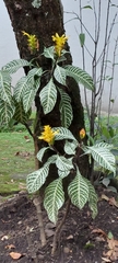Aphelandra squarrosa