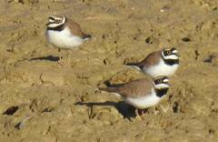 Charadrius dubius