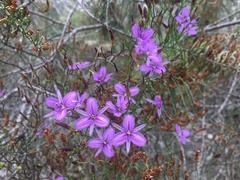 Thysanotus patersonii