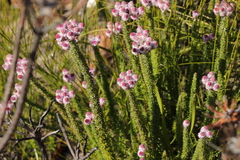 Lachnospermum umbellatum
