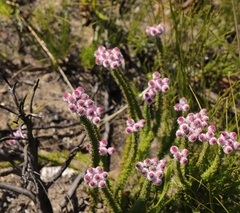 Lachnospermum umbellatum