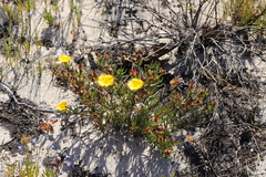 Lampranthus bicolor