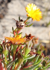 Lampranthus bicolor