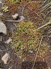 Crassula tuberella
