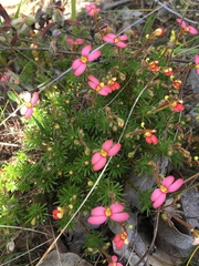 Stylidium recurvum