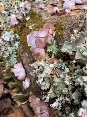 Panellus