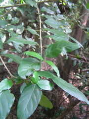 Benkara sinensis