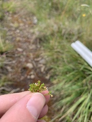 Crassula tuberella