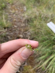 Crassula tuberella