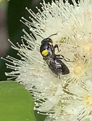 Hylaeus nubilosus