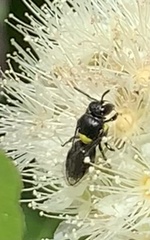 Hylaeus nubilosus