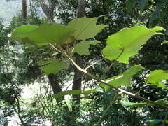 Mallotus paniculatus formosanus
