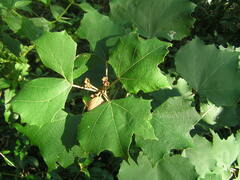 Mallotus paniculatus formosanus
